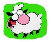 Sheep