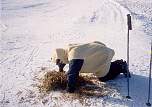 Hay layed out especially for the sheep!